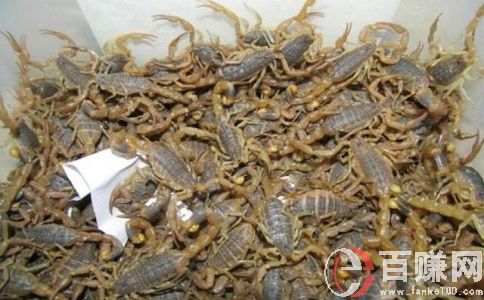 養蝎子賺錢嗎?養蝎子項目效益分析!