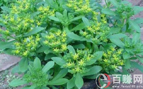 不起眼的暴利行業(yè)有哪些?這些行業(yè)你選對(duì)了嗎? 第2張