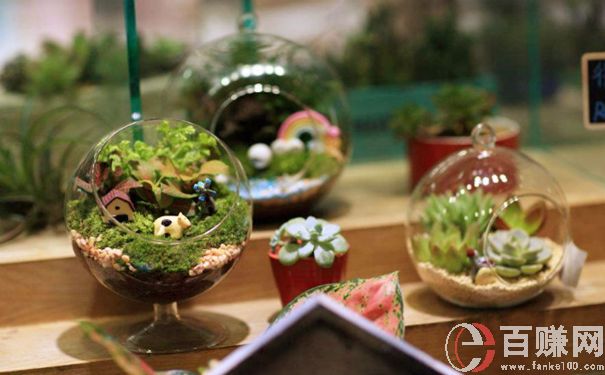 新項目創(chuàng)業(yè):一年純賺40萬的微景觀創(chuàng)業(yè)項目 第1張
